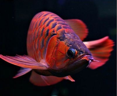 紅龍魚怎么樣，紅龍魚是一種美麗且富有文化意義的觀賞魚飼養環境設置