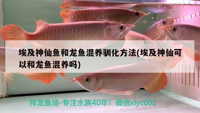 鄯善縣鳥語花香花店