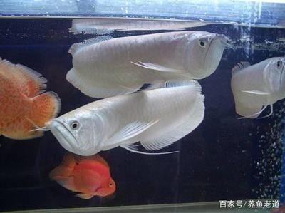 魚缸里的魚在一個地方聚集：為什么魚缸里的魚在一個地方聚集 魚缸里的魚在一個地方聚集：為什么魚缸里的魚在一個地方聚集 魚缸百科 第2張