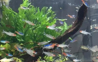 魚缸里的魚在一個地方聚集：為什么魚缸里的魚在一個地方聚集 魚缸里的魚在一個地方聚集：為什么魚缸里的魚在一個地方聚集 魚缸百科 第4張