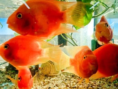 魚缸里的魚在一個地方聚集：為什么魚缸里的魚在一個地方聚集 魚缸里的魚在一個地方聚集：為什么魚缸里的魚在一個地方聚集 魚缸百科 第1張