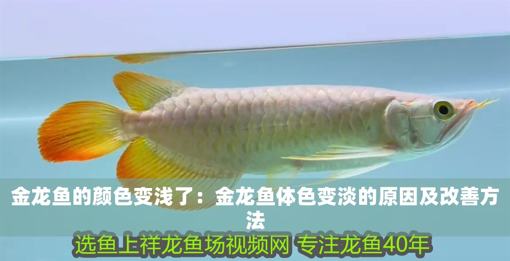 金龍魚的顏色變淺了：金龍魚體色變淡的原因及改善方法