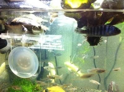 底濾魚缸水渾濁的處理方法：底濾魚缸水渾濁可能是由多種原因引起的，處理方法包括方法