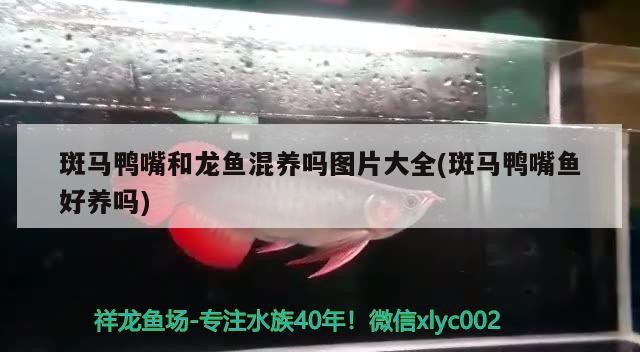 龍魚吃活魚有什么好處，龍魚吃活魚有其好處，但也存在一定的風險