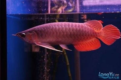 紅龍魚尾巴拉白邊原因【如何判斷紅龍魚尾巴拉白邊】