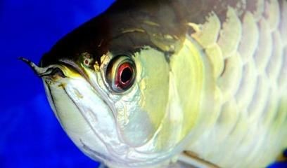 龍魚一個眼睛腫了：龍魚一個眼睛腫了了