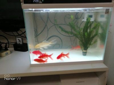 魚缸變色燈改成不變色：如何將魚缸變色燈改為不變色