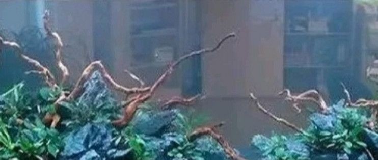 寵翰魚缸益菌屋好嗎：寵翰魚缸益菌屋與其他品牌對比