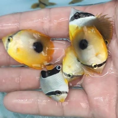 金龍魚活體運(yùn)輸1天會(huì)死嗎（金龍魚在打包時(shí)加入氧氣，能維持多久的存活時(shí)間？）