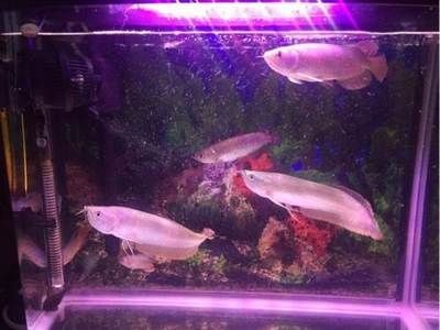 福鼎魚(yú)缸定制服務(wù)：水族館設(shè)計(jì)理念解析水族館設(shè)計(jì)理念解析水族館設(shè)計(jì)理念解析