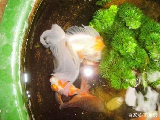 魚缸消毒的最佳實踐方法：魚缸消毒后如何快速恢復生態高錳酸鉀消毒對魚的影響