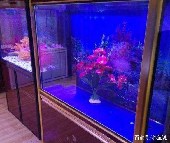 魚缸消毒的最佳實踐方法：魚缸消毒后如何快速恢復生態高錳酸鉀消毒對魚的影響