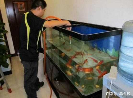 魚缸消毒的最佳實踐方法：魚缸消毒后如何快速恢復生態高錳酸鉀消毒對魚的影響