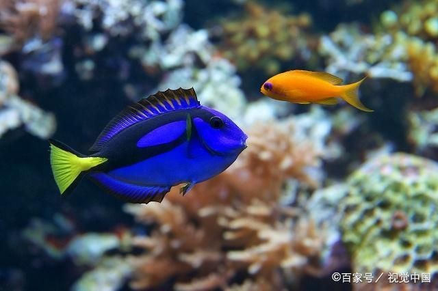 龍魚活食自助：關于龍魚活食的處理方法