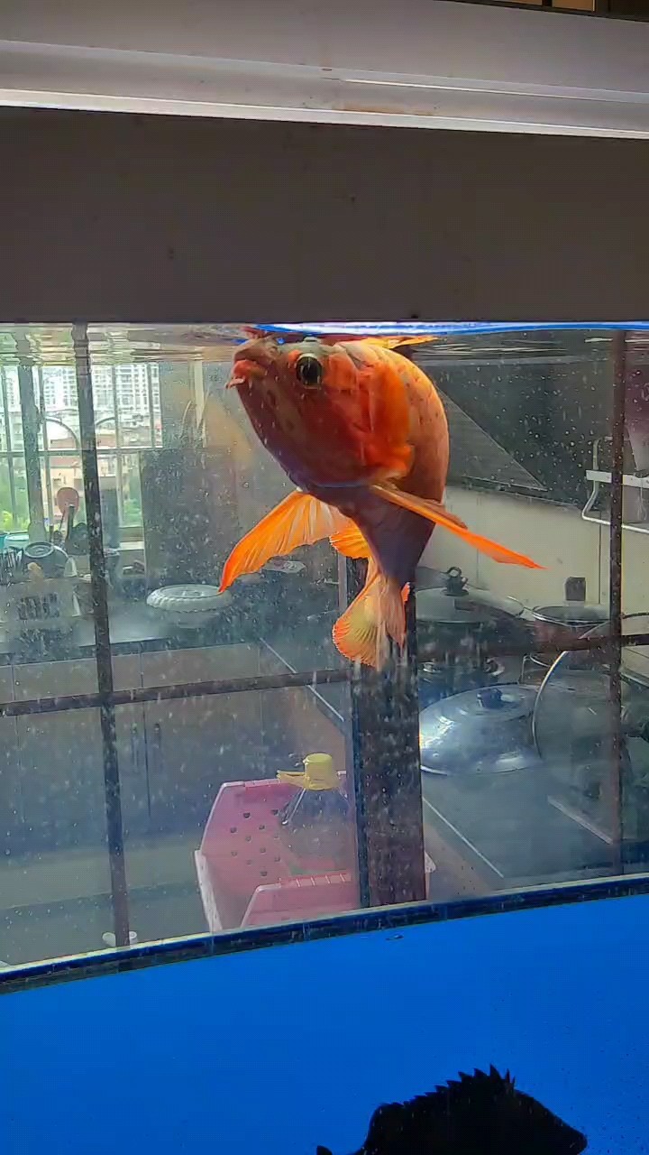 老龍王