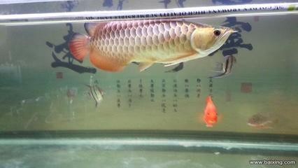 開發區八里張記水族館（開發區八里張記水族館電話）