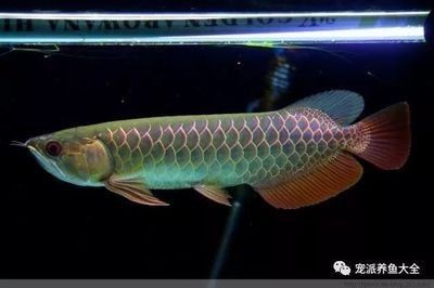 龍魚受驚了幾天再喂食：龍魚受到驚嚇后何時可以恢復正常喂食