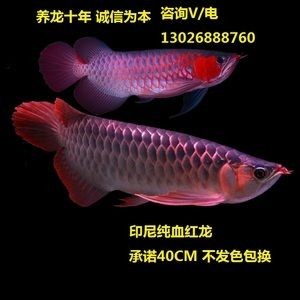紅龍魚苗公母怎么分：紅龍魚苗公母區分公母需要仔細觀察多個特征并結合經驗
