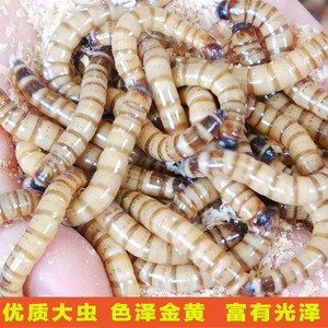 金龍魚吃大麥蟲會不會影響發色？：金龍魚吃大麥蟲會影響發色嗎？