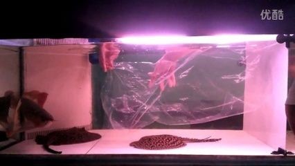 龍魚適合什么缸繁殖：如何為龍魚提供隱蔽場所，龍魚繁殖行為觀察指南