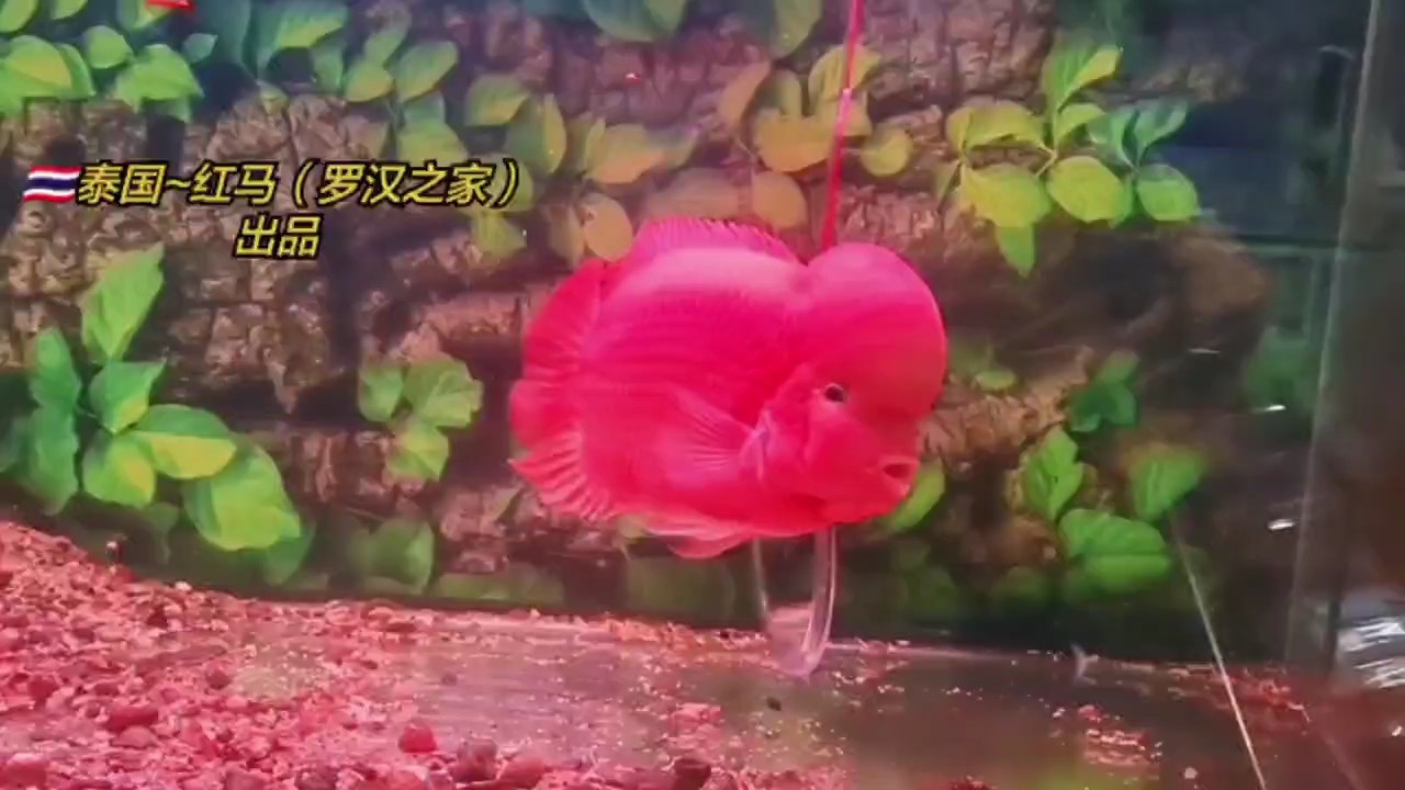 泰國大紅馬