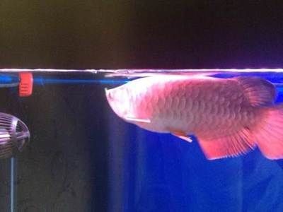 紅龍魚的發色是一個復雜的過程，受到多種因素的影響：紅龍魚如何快速發色