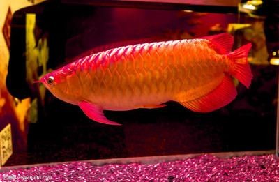 蘭州魚缸訂做魚缸訂做店地址在哪里啊，蘭州魚缸訂做店在哪里：蘭州市魚缸訂做店