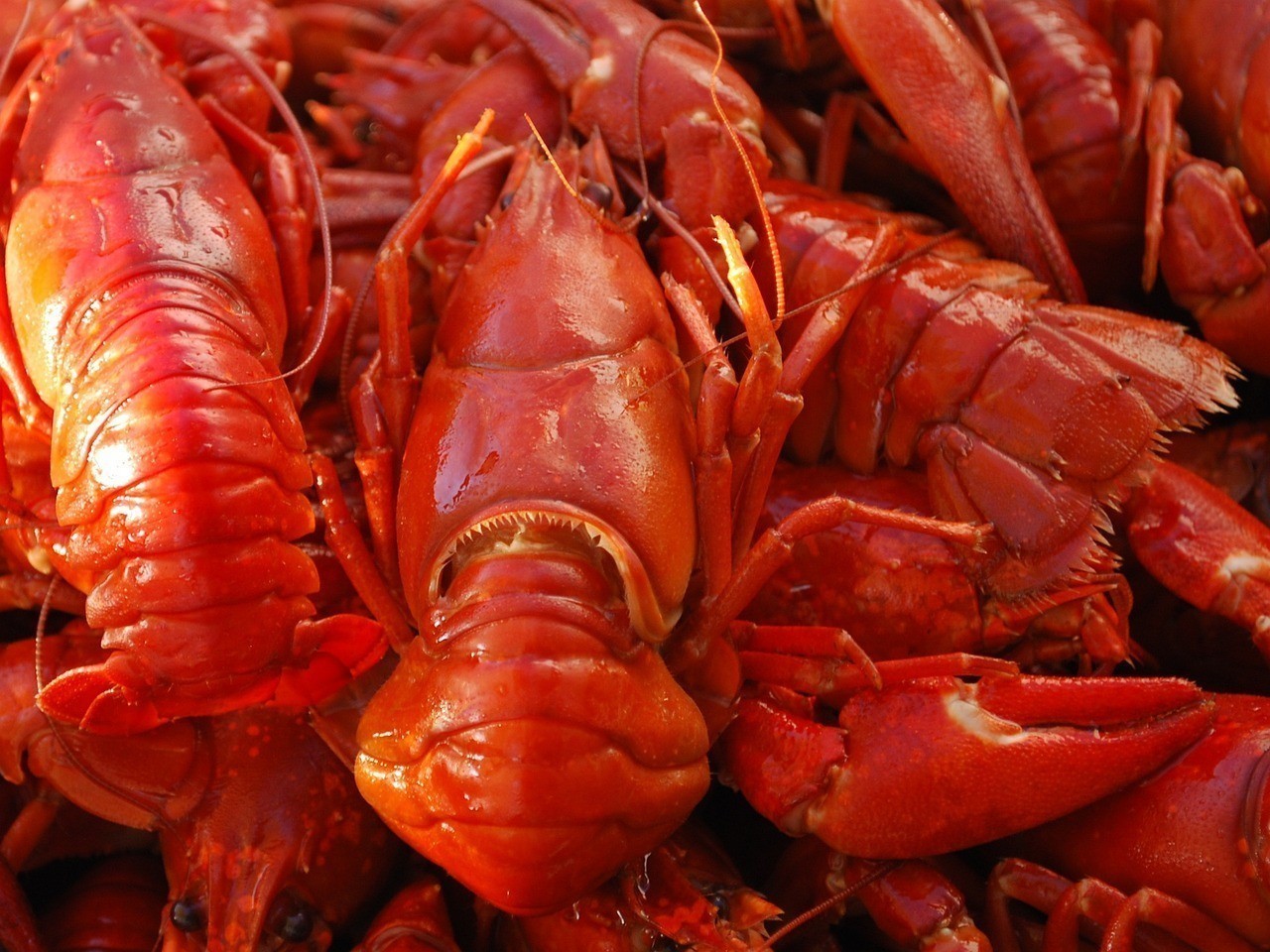 武漢市硚口區(qū)小龍觀賞魚商店（武漢漢口小龍蝦）