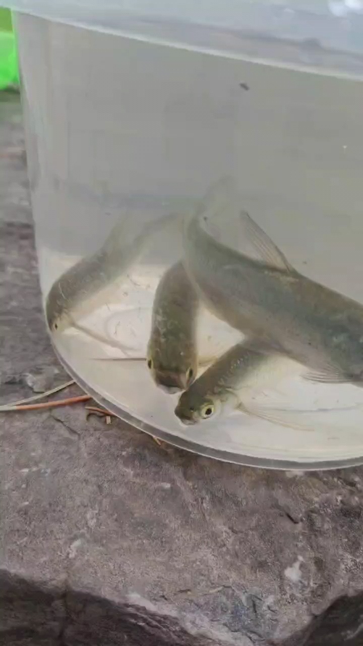 6月8日小魚(yú)