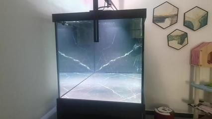 龍魚缸 除藻：魚缸除藻的方法 龍魚缸 除藻：魚缸除藻的方法 魚缸百科 第4張