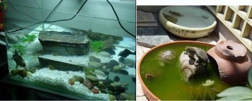得過水霉病的魚缸怎么處理（水霉病的防治方法）