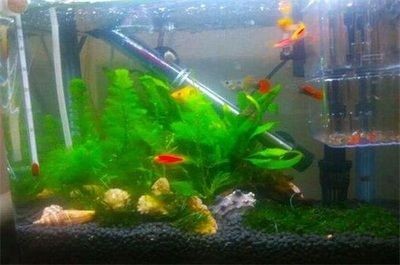 孔雀魚缸水渾濁怎么變清（孔雀魚缸水渾濁怎么變清孔雀魚缸水渾濁怎么變清）