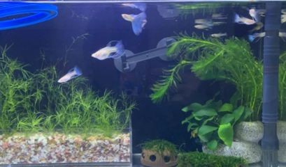 孔雀魚缸水渾濁怎么變清（孔雀魚缸水渾濁怎么變清孔雀魚缸水渾濁怎么變清）
