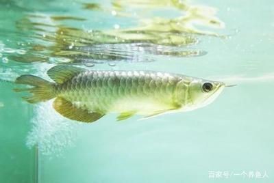 龍魚游泳搖搖晃晃：龍魚游泳搖搖晃晃可能由多種因素引起龍魚游泳不穩定