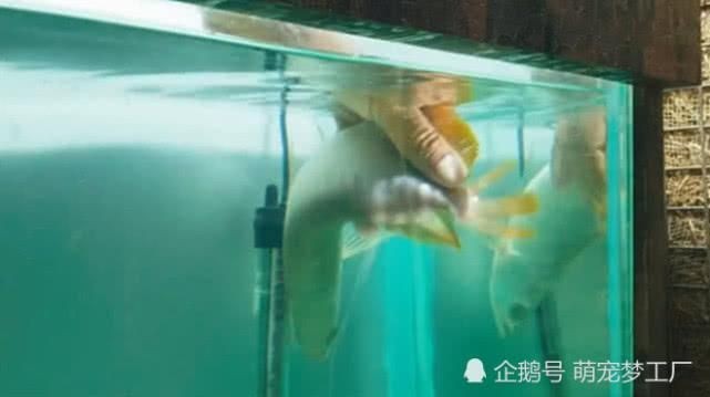 龍魚游泳搖搖晃晃：龍魚游泳搖搖晃晃可能由多種因素引起龍魚游泳不穩定