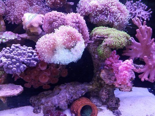 海水魚缸水質維護的方法：海水魚缸水質維護的方法：海水魚缸水質維護方法