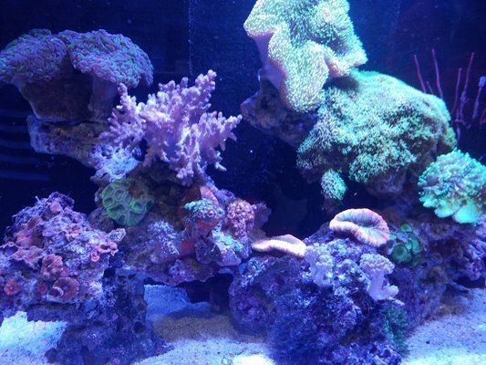 海水魚缸水質維護的方法：海水魚缸水質維護的方法：海水魚缸水質維護方法