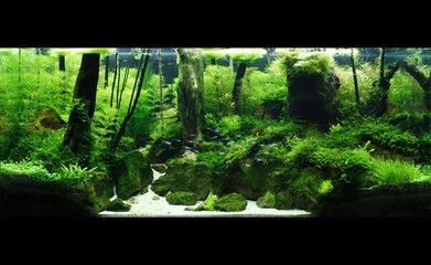 拱形沉木魚缸造景的詳細(xì)信息：拱形沉木魚缸造景是一種常見的水族箱裝飾方式