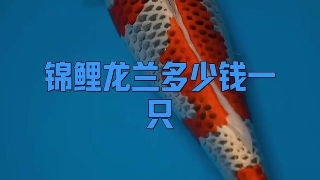 藍龍魚多少錢一斤