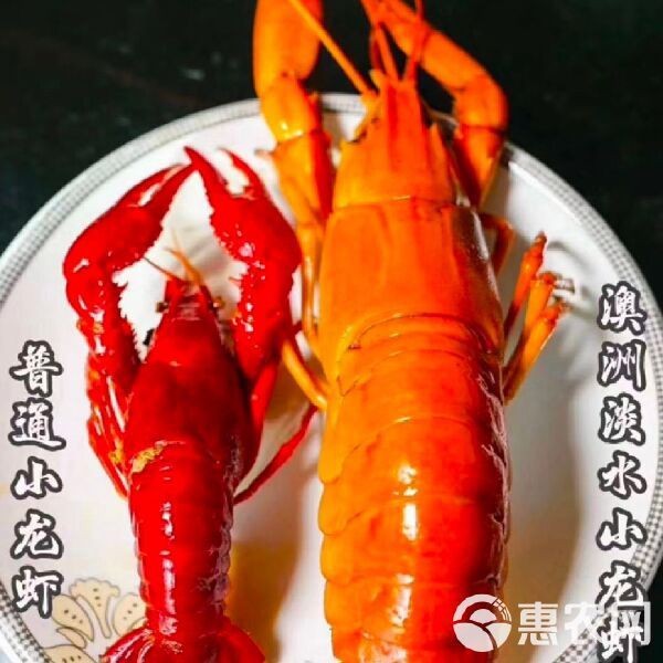 藍龍魚多少錢一斤