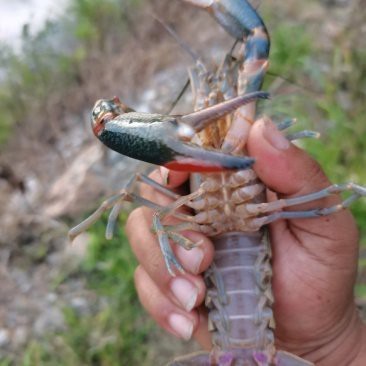 藍龍魚多少錢一斤