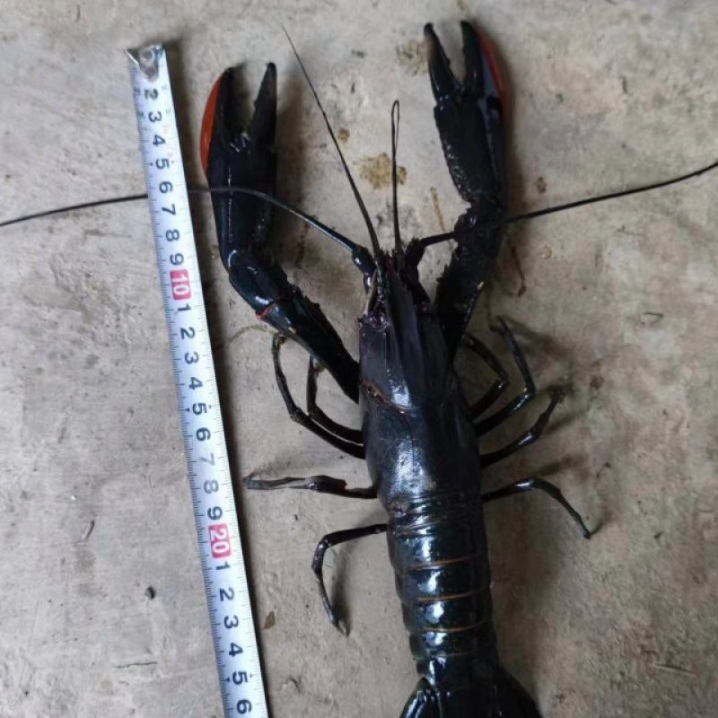 藍龍魚多少錢一斤