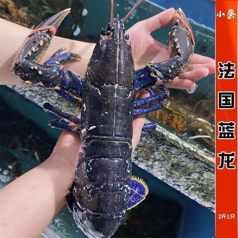 藍龍魚多少錢一斤