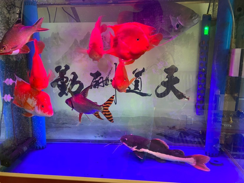 開始新的水族生活