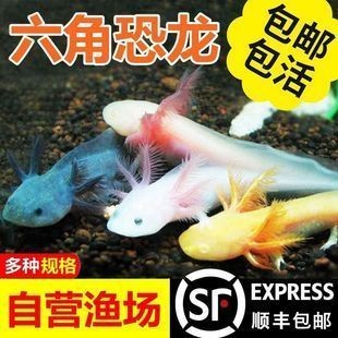 六角恐龍魚魚缸圖片：六角恐龍魚缸布置技巧六角恐龍魚魚缸布置技巧