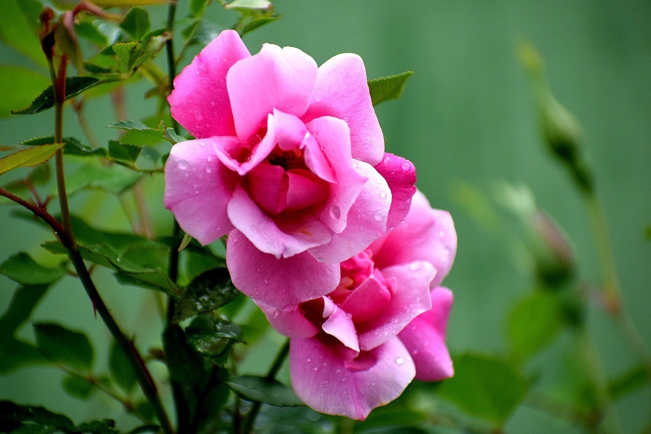 丹陽市花樣年華花卉有限公司（丹陽市花樣年華花卉有限公司招聘）