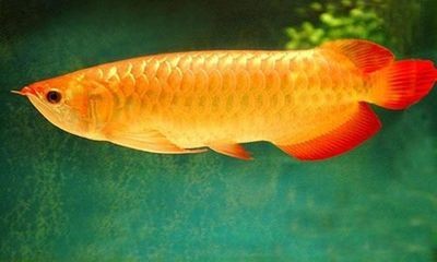金龍魚父親孵化魚會餓到自己么：金龍魚父親在孵化魚的過程中確實會有饑餓的挑戰
