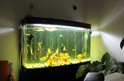 如何降低魚缸水分蒸發：如何減少魚缸水分蒸發