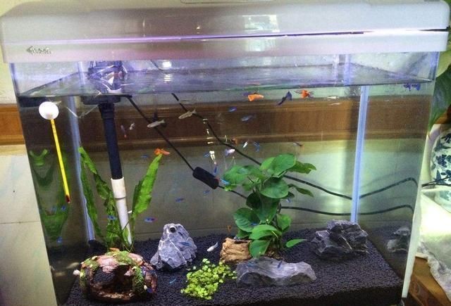 如何降低魚缸水分蒸發：如何減少魚缸水分蒸發