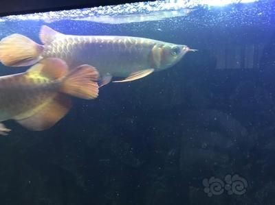 龍魚鰓蓋有小疙瘩怎么辦，魚鰓蓋出現小疙瘩，通常需要立即進行治療，可能危及生命